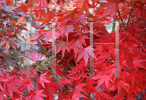 Picture of Acer palmatum 'Tobiosho'