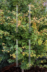 Picture of Acer palmatum 'Tokyo yatsubusa'