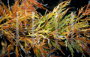 Picture of Acer palmatum (Dissectum Group) 'Toyama nishiki (Goshiki shidare)'