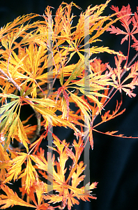 Picture of Acer palmatum (Dissectum Group) 'Toyama nishiki (Goshiki shidare)'