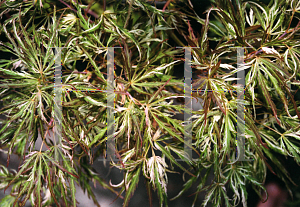 Picture of Acer palmatum (Dissectum Group) 'Toyama nishiki (Goshiki shidare)'