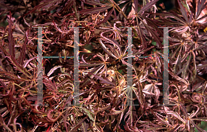 Picture of Acer palmatum (Dissectum Group) 'Toyama nishiki (Goshiki shidare)'