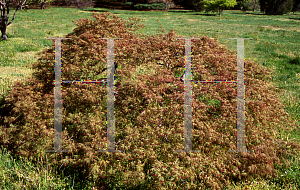 Picture of Acer palmatum (Dissectum Group) 'Toyama nishiki (Goshiki shidare)'