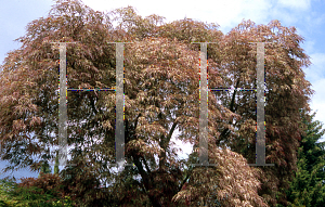 Picture of Acer palmatum (Dissectum Group) 'Toyama nishiki (Goshiki shidare)'