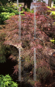 Picture of Acer palmatum (Dissectum Group) 'Toyama nishiki (Goshiki shidare)'