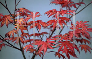 Picture of Acer palmatum (Matsumurae Group) 'Trompenburg'