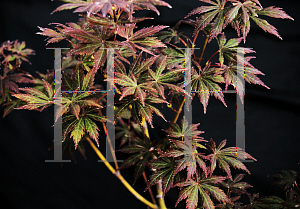 Picture of Acer palmatum (Matsumurae Group) 'Trompenburg'