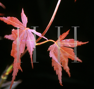 Picture of Acer palmatum (Matsumurae Group) 'Trompenson'