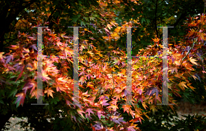 Picture of Acer palmatum 'Tsuchigumo'