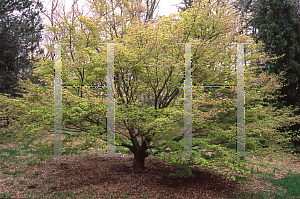 Picture of Acer palmatum 'Tsuchigumo'