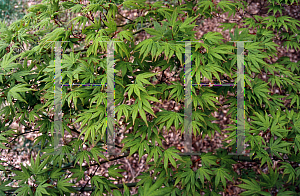 Picture of Acer palmatum 'Tsuchigumo'