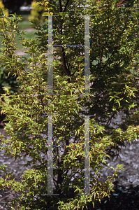 Picture of Acer palmatum 'Tsuchigumo'