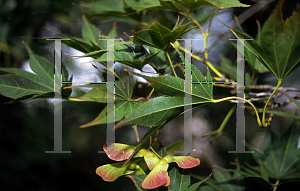 Picture of Acer palmatum 'Tsukuba ne'