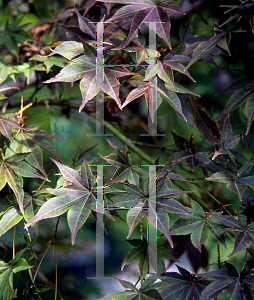 Picture of Acer palmatum (Amoenum Group) 'Tsukushi gata (Chukushigata)'