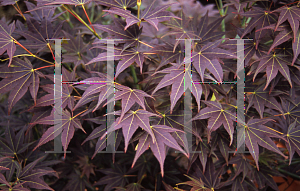 Picture of Acer palmatum (Amoenum Group) 'Tsukushi gata (Chukushigata)'