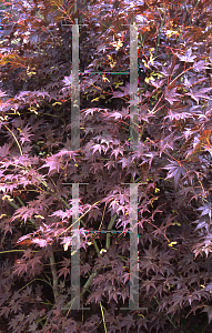 Picture of Acer palmatum (Amoenum Group) 'Tsukushi gata (Chukushigata)'