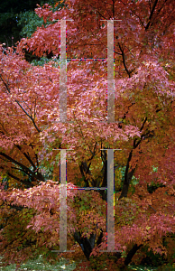 Picture of Acer palmatum 'Tsuchigumo'