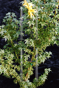Picture of Acer palmatum 'Tsuchigumo'