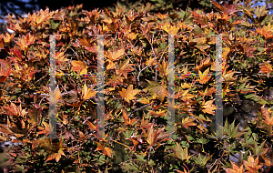 Picture of Acer palmatum 'Tsukuba ne'