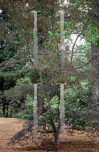 Picture of Acer palmatum 'Tsukuba ne'