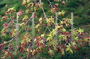 Picture of Acer palmatum 'Tsukomo'