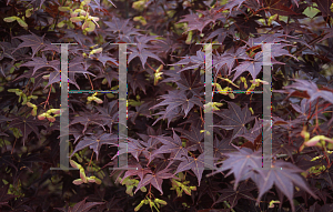 Picture of Acer palmatum (Amoenum Group) 'Tsukushi gata (Chukushigata)'