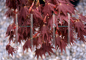 Picture of Acer palmatum (Amoenum Group) 'Tsukushi gata (Chukushigata)'