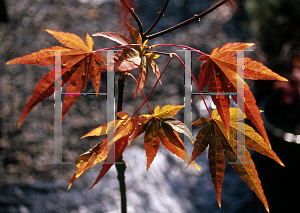 Picture of Acer palmatum (Amoenum Group) 'Tsukushi gata (Chukushigata)'