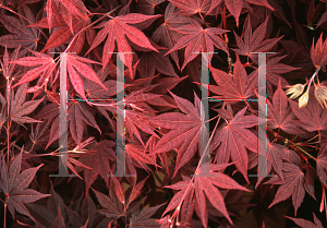 Picture of Acer palmatum (Amoenum Group) 'Tsukushi gata (Chukushigata)'