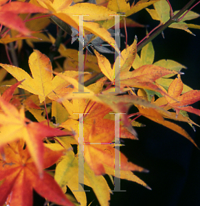 Picture of Acer palmatum (Amoenum Group) 'Tsuma beni'