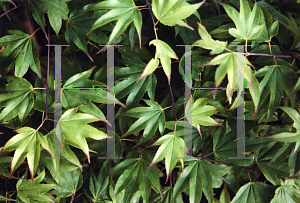 Picture of Acer palmatum (Amoenum Group) 'Tsuma beni'