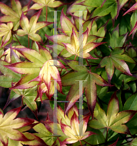 Picture of Acer palmatum (Amoenum Group) 'Tsuma beni'