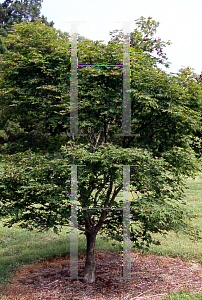 Picture of Acer palmatum (Amoenum Group) 'Tsuma beni'