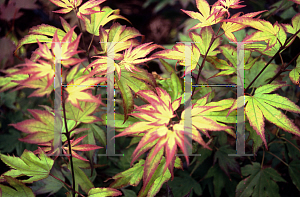 Picture of Acer palmatum (Amoenum Group) 'Tsuma gaki'