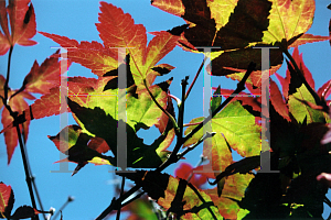 Picture of Acer palmatum (Amoenum Group) 'Tsuma gaki'