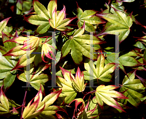 Picture of Acer palmatum (Amoenum Group) 'Tsuma gaki'