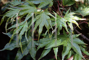 Picture of Acer palmatum (Matsumurae Group) 'Tsuri nishiki'