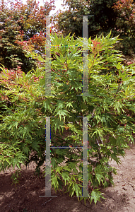 Picture of Acer palmatum (Matsumurae Group) 'Tsuri nishiki'