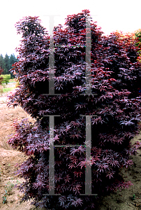 Picture of Acer palmatum (Matsumurae Group) 'Twombley’s Red Sentinel™'