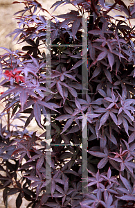 Picture of Acer palmatum (Matsumurae Group) 'Twombleys Red Sentinel'