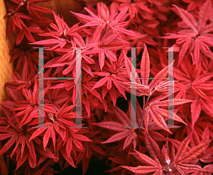 Picture of Acer palmatum (Matsumurae Group) 'Twombleys Red Sentinel'