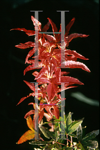 Picture of Acer palmatum (Matsumurae Group) 'Twombleys Red Sentinel'