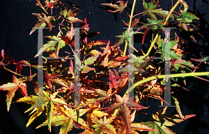 Picture of Acer palmatum 'Ueno homare'