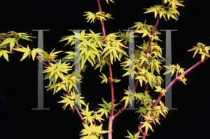 Picture of Acer palmatum 'Ueno homare'