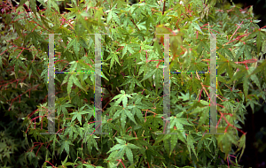 Picture of Acer palmatum 'Ueno homare'