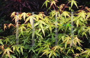 Picture of Acer palmatum 'Ueno homare'