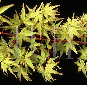 Picture of Acer palmatum 'Ueno homare'