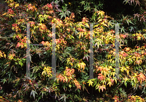 Picture of Acer palmatum 'Ueno homare'