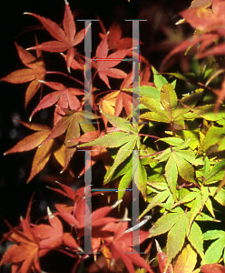 Picture of Acer palmatum 'Ueno homare'