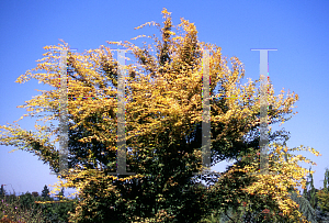 Picture of Acer palmatum 'Ueno homare'